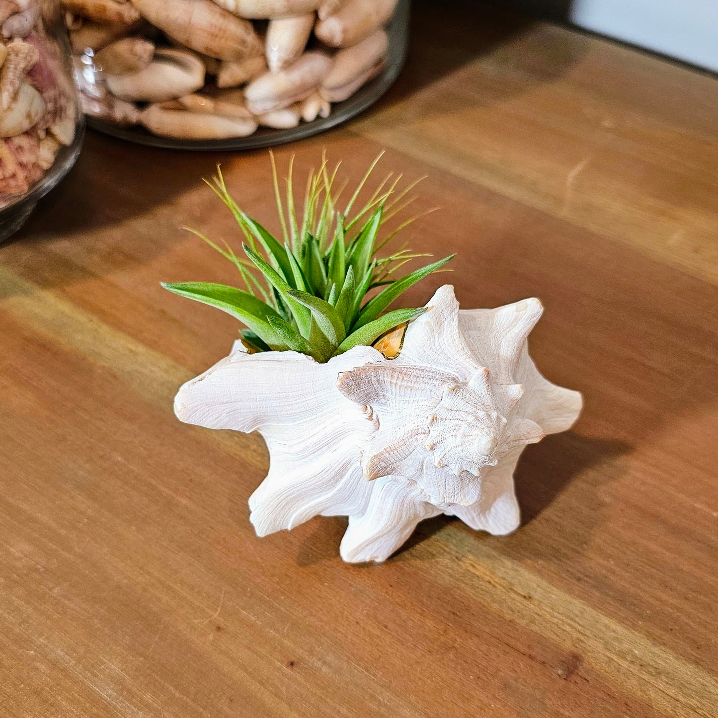 Large Sprouting Whelk