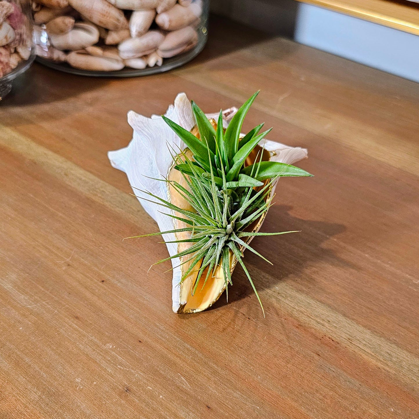 Large Sprouting Whelk