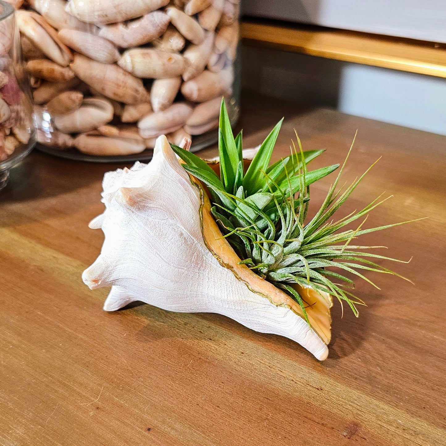 Large Sprouting Whelk