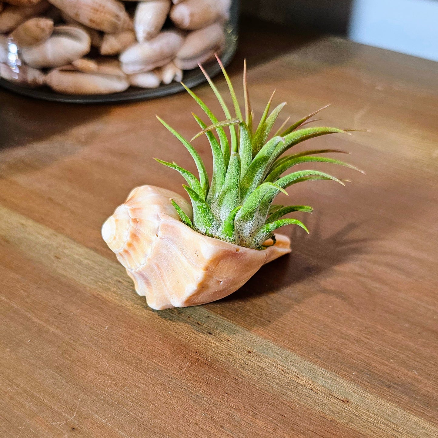 Sprouting Whelk
