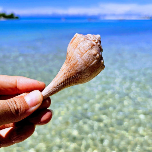 How Are Seashells Made?