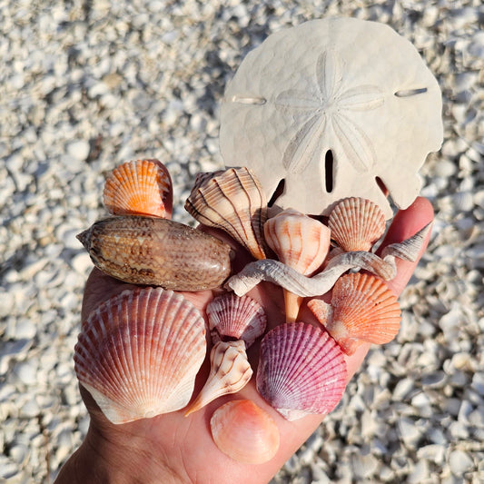 Shelling 101