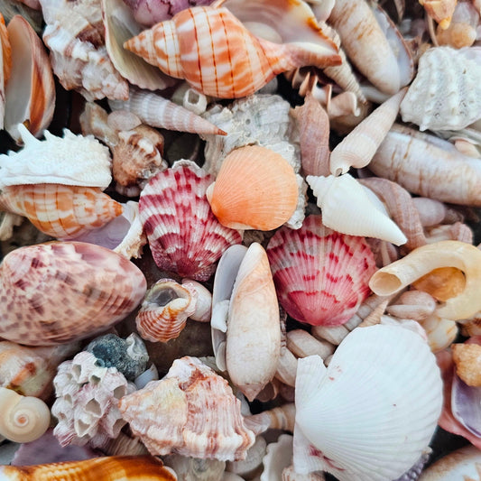 Types of Seashells